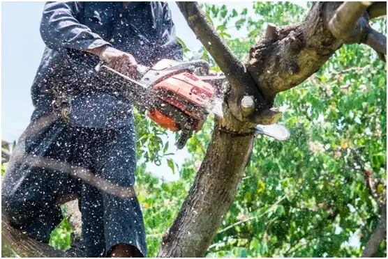 tree services Shiloh